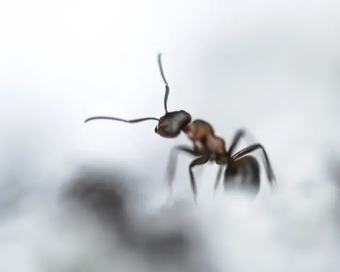 Framed Print : Wood ant (Formica) walking to the left