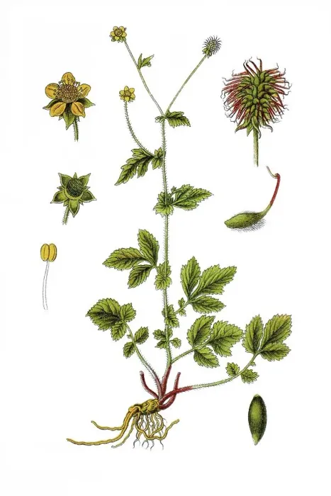 Framed Print : Wood avens, herb bennet (Geum urbanum)