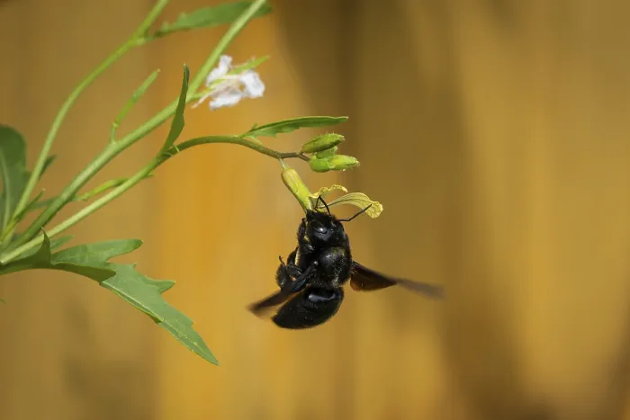 Framed Print : Wood bee (Xylocopa) on a rocket flower Framed Print : Wood bee (Xylocopa) on a rocket flower