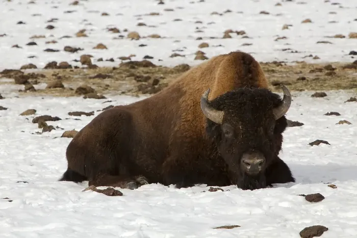 Framed Print : Wood Bison, Mountain Bison, Wood Buffalo