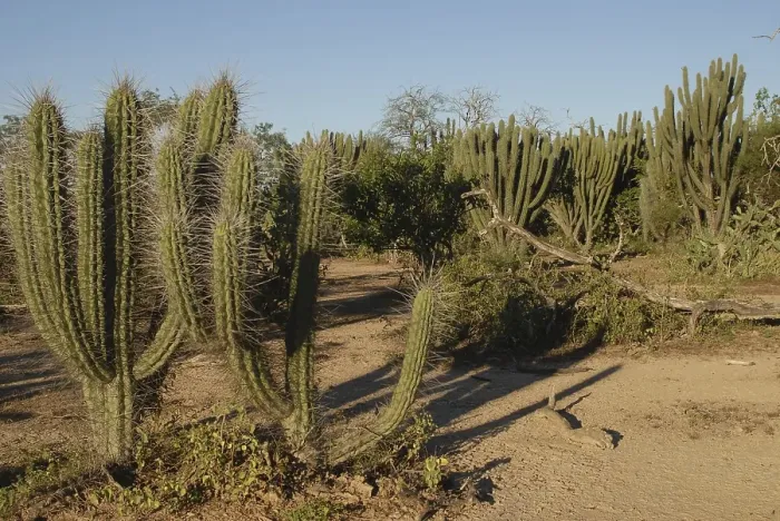 Framed Print : Wood of cacti, Rio Pilcomayo, Gran Chaco