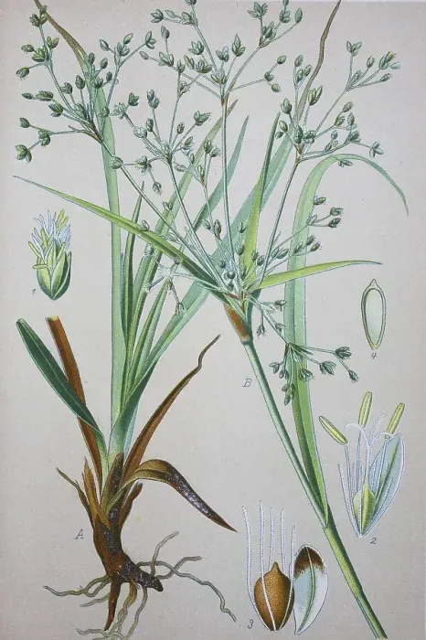 Framed Print : Wood Club-rush (Scirpus sylvaticus)