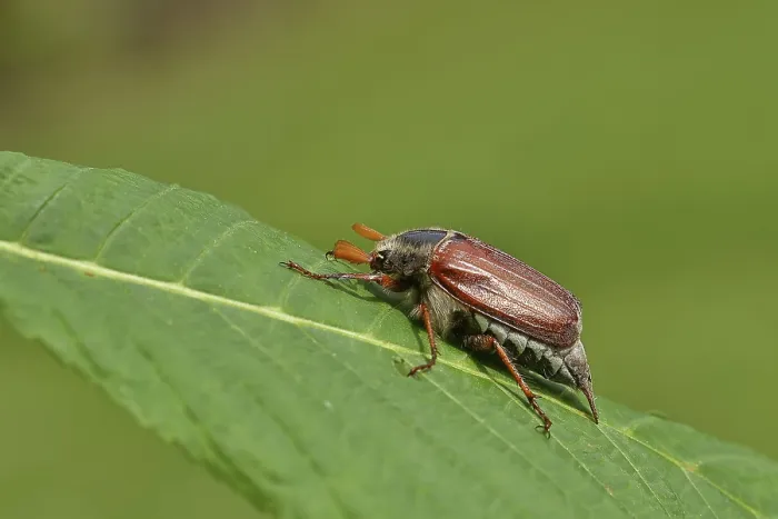 Framed Print : Wood cockchafer (Melolontha hippocastani)