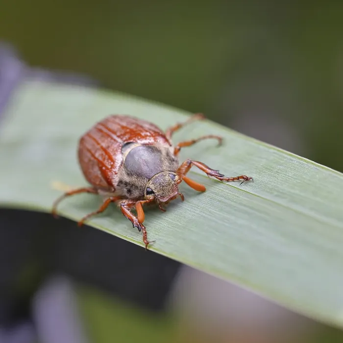 Framed Print : Wood cockchafer (Melolontha hippocastani)