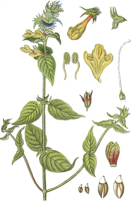 Framed Print : Wood cow-wheat (Melampyrum nemorosum) Framed Print : Wood cow-wheat (Melampyrum nemorosum)