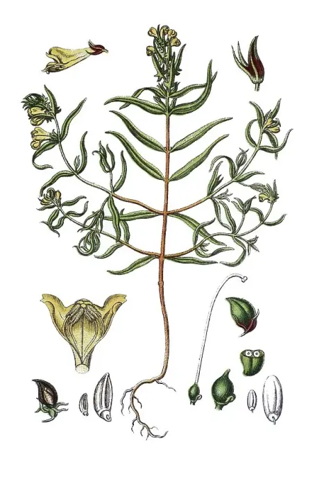 Framed Print : Wood cow-wheat (Melampyrum silvaticum)