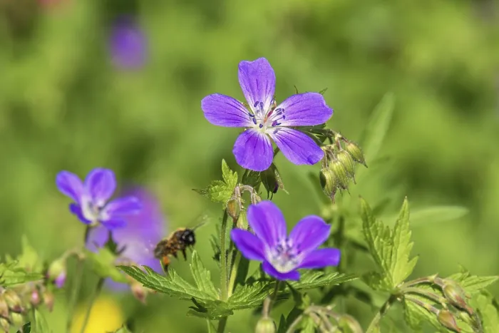 Framed Print : Wood cranesbill (Geranium sylvaticum) in bloom with a flying bee on meadow a sunny summer day Framed Print : Wood cranesbill (Geranium sylvaticum) in bloom with a flying bee on meadow a sunny summer day