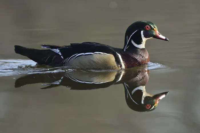 Framed Print : Wood Duck (Aix sponsa), escaped animal Framed Print : Wood Duck (Aix sponsa), escaped animal