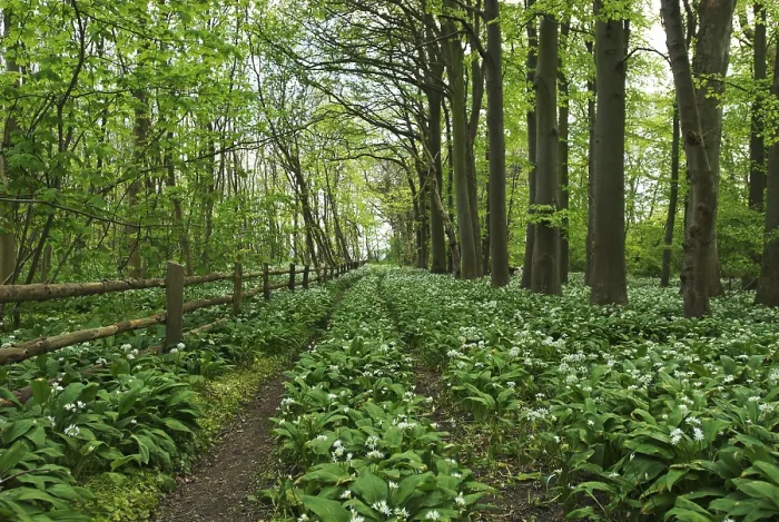 Framed Print : Wood garlic in bloom on Greifswalder Oie island