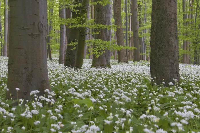 Framed Print : Wood garlic, ramsons, wild garlic (Allium ursinum) flowering in beech forest in spring
