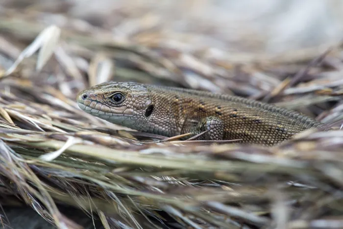 Framed Print : Wood lizard, Zootoca vivipara
