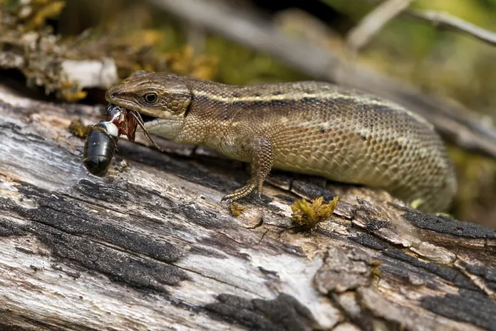 Framed Print : Wood lizard (Zootoca vivipara)