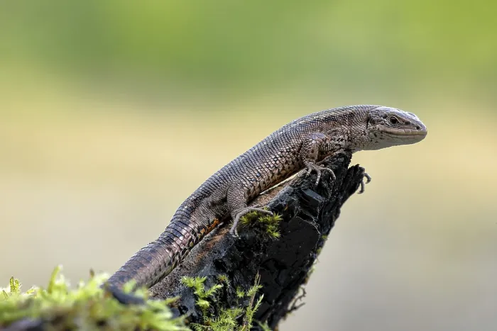 Framed Print : Wood lizard (Zootoca vivipara)