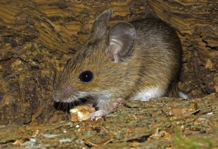 Framed Print : Wood mouse Apodemus sylvaticus