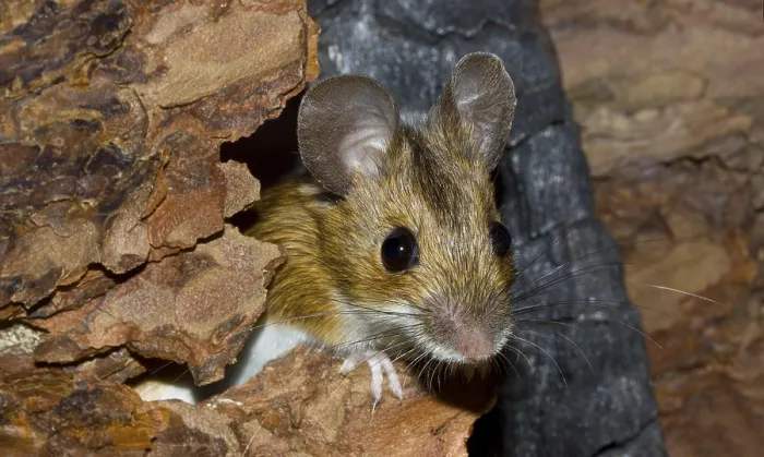 Framed Print : Wood mouse Apodemus sylvaticus Framed Print : Wood mouse Apodemus sylvaticus