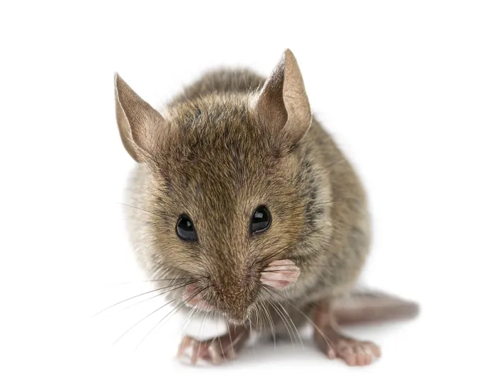 Framed Print : Wood mouse cleaning itself in front of a white background Framed Print : Wood mouse cleaning itself in front of a white background