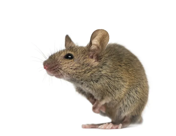 Framed Print : Wood mouse in front of a white background Framed Print : Wood mouse in front of a white background