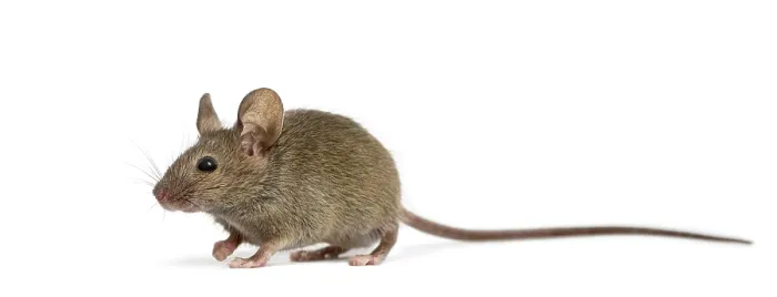 Framed Print : Wood mouse in front of a white background