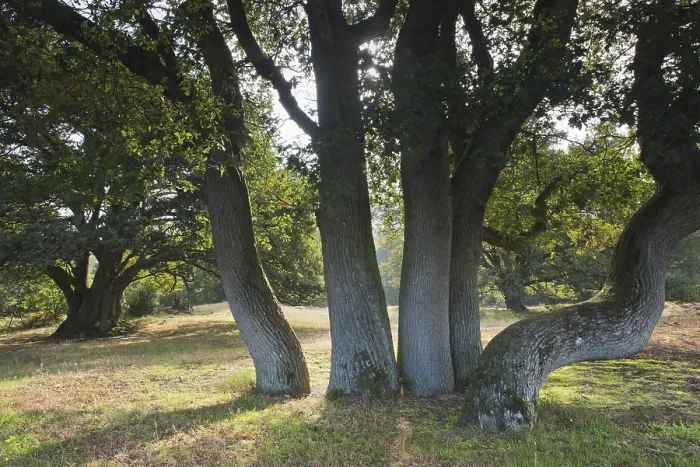 Framed Print : Wood pasture oak (Quercus robur)