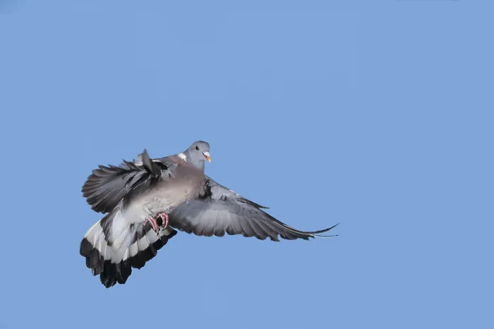 Framed Print : Wood Pigeon (columba palumbus) Framed Print : Wood Pigeon (columba palumbus)