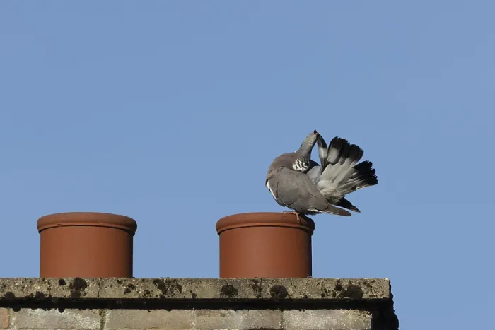 Framed Print : Wood pigeon (Columba palumbus) adult bird preening on an urban house rooftop chimney