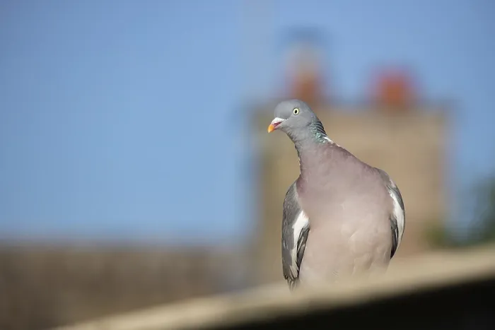 Framed Print : Wood pigeon (Columba palumbus) adult bird on an urban roof
