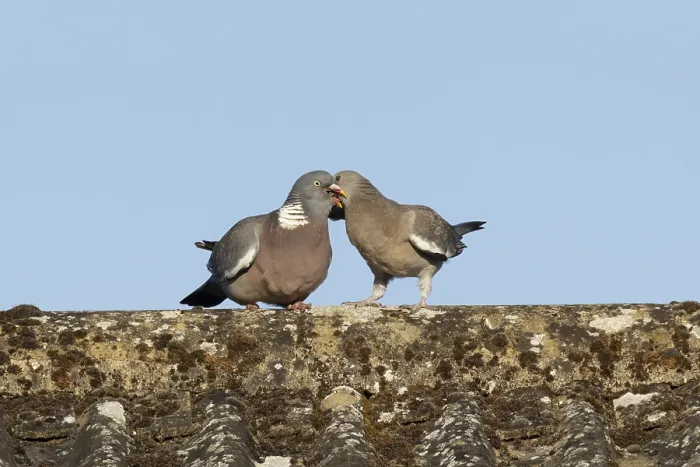 Framed Print : Wood pigeon (Columba palumbus) adult garden bird feeding a juvenile baby squab bird on a house roof in summer Framed Print : Wood pigeon (Columba palumbus) adult garden bird feeding a juvenile baby squab bird on a house roof in summer