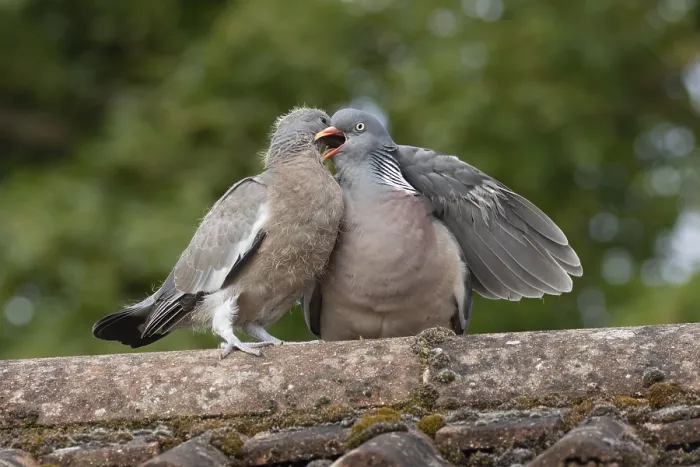 Framed Print : Wood pigeon (Columba palumbus) adult parent bird feeding a juvenile baby squab bird on an urban house roof