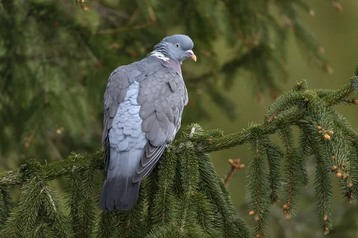 Framed Print : Wood pigeon (Columba palumbus) resting on the branch of a spruce tree