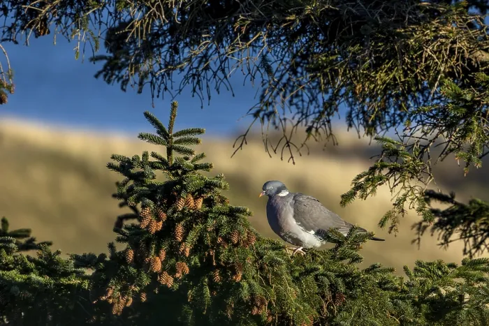 Framed Print : A wood pigeon (Columba palumbus) sits in the evening sun on the branch of a spruce tree Framed Print : A wood pigeon (Columba palumbus) sits in the evening sun on the branch of a spruce tree