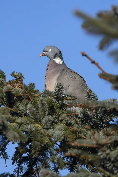 Framed Print : Wood pigeon (Columba palumbus) sitting on the branch of a spruce tree Framed Print : Wood pigeon (Columba palumbus) sitting on the branch of a spruce tree
