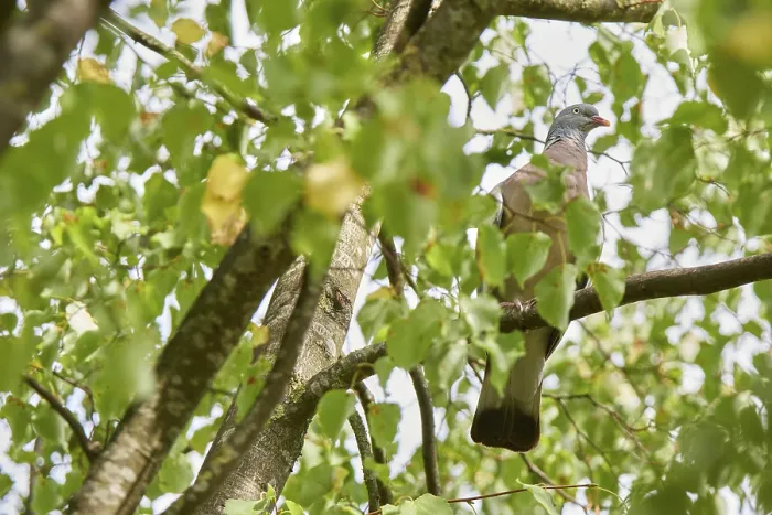 Framed Print : Wood pigeon (Columba palumbus) sitting in a lime tree (Tilia)