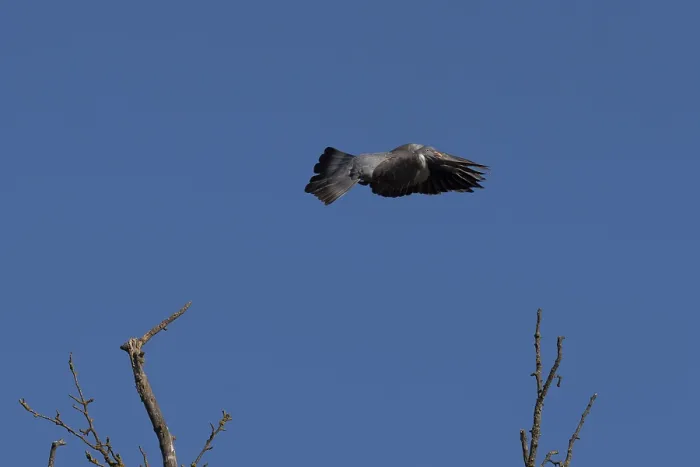 Framed Print : A wood pigeon flies over a bare tree Framed Print : A wood pigeon flies over a bare tree