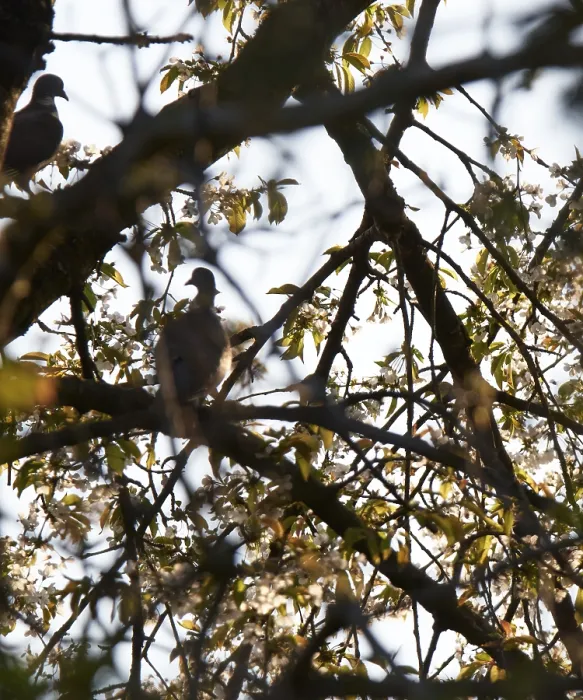 Framed Print : Wood pigeons (Columba palumbus) sitting in a tree