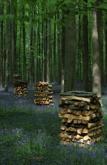 Framed Print : Wood pile in beech forest with bluebells, Belgium