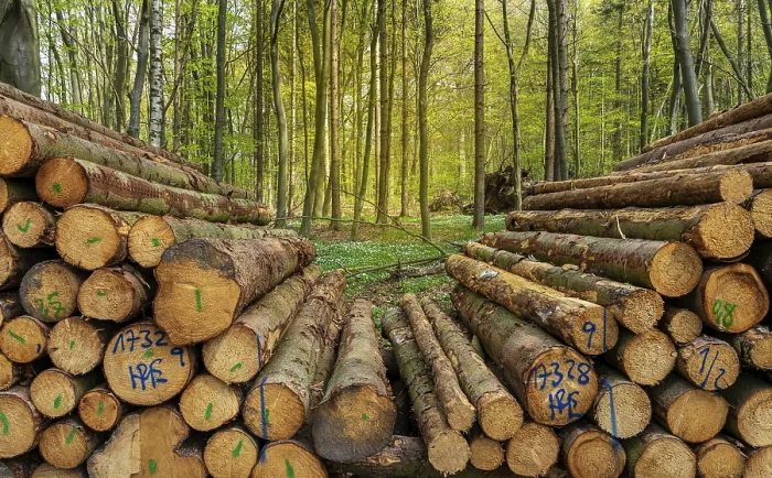 Framed Print : Wood pile by the wayside in the forest Framed Print : Wood pile by the wayside in the forest