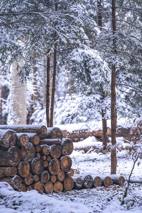 Framed Print : Wood pile in winter forest with snow in bad weather Framed Print : Wood pile in winter forest with snow in bad weather