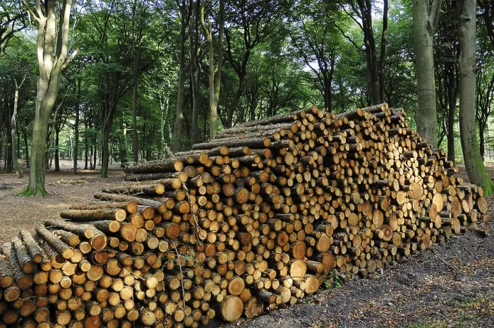 Framed Print : Wood piles in a beech forest, Netherlands