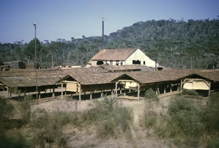 Framed Print : Wood processing shed drying wood in a rural area near Curitiba, Parana state, Brazil 1962 Parana pine trees, Araucaria angustifolia growing in the background