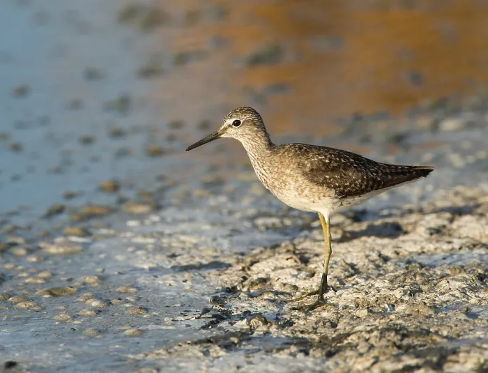 Framed Print : Wood Sandpiper (Tringa glareola)