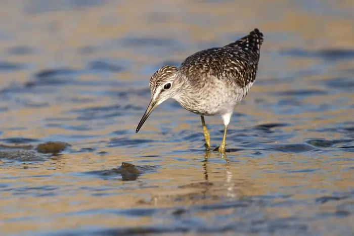 Framed Print : Wood Sandpiper (Tringa glareola)