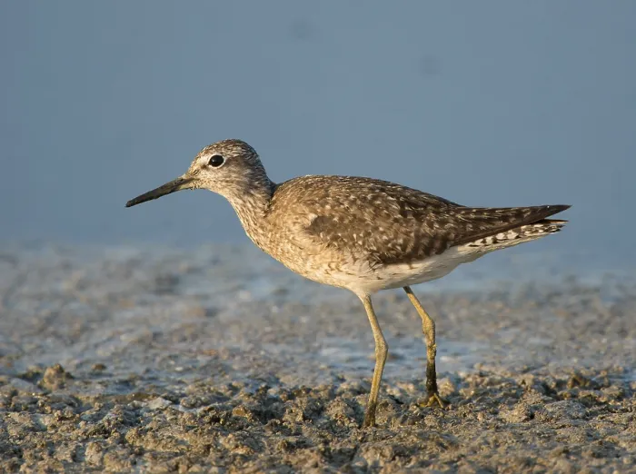 Framed Print : Wood Sandpiper (Tringa glareola) Framed Print : Wood Sandpiper (Tringa glareola)