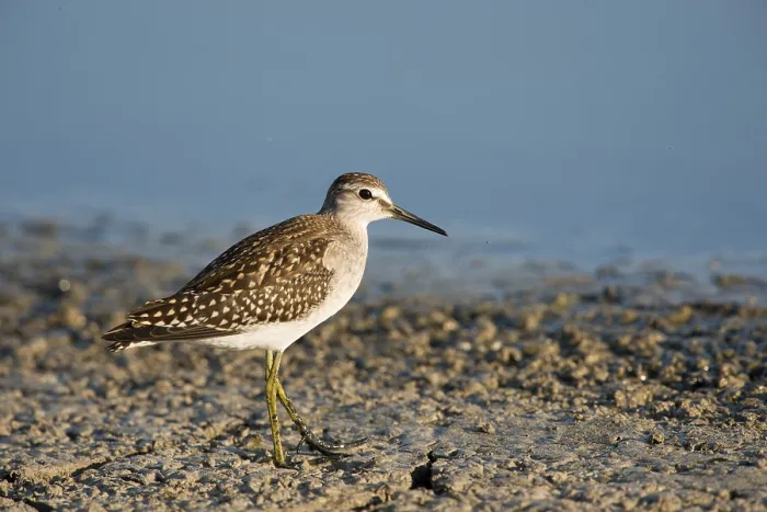 Framed Print : Wood Sandpiper (Tringa glareola)