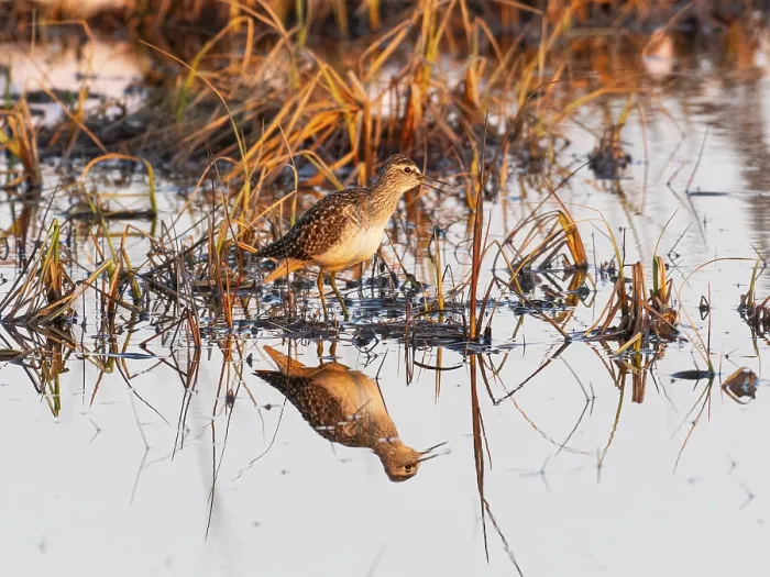 Framed Print : Wood sandpiper (Tringa glareola) Framed Print : Wood sandpiper (Tringa glareola)
