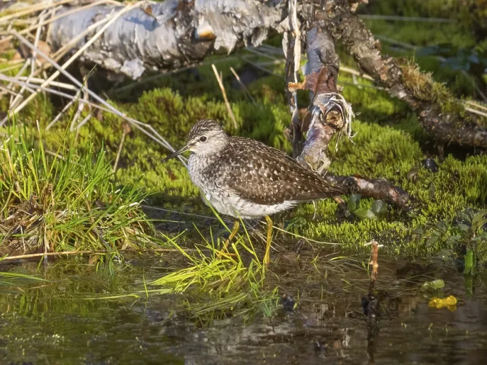 Framed Print : Wood Sandpiper (Tringa glareola)
