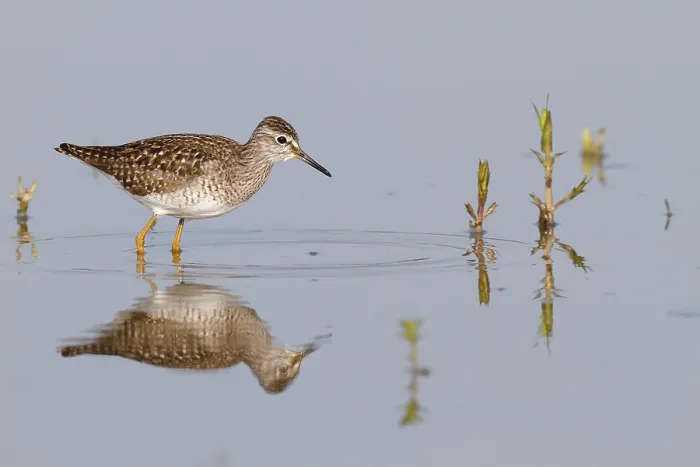 Framed Print : Wood Sandpiper (Tringa glareola)