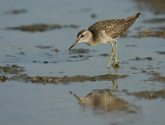 Framed Print : Wood Sandpiper (Tringa glareola)