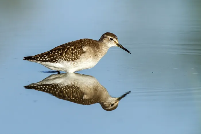 Framed Print : Wood Sandpiper (Tringa glareola) Framed Print : Wood Sandpiper (Tringa glareola)