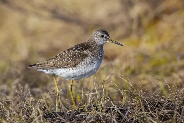 Framed Print : Wood sandpiper (Tringa glareola) adult in breeding plumage foraging in wetland in spring Framed Print : Wood sandpiper (Tringa glareola) adult in breeding plumage foraging in wetland in spring