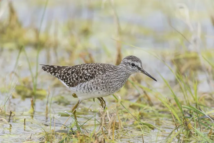 Framed Print : Wood sandpiper (Tringa glareola) runs in shallow water